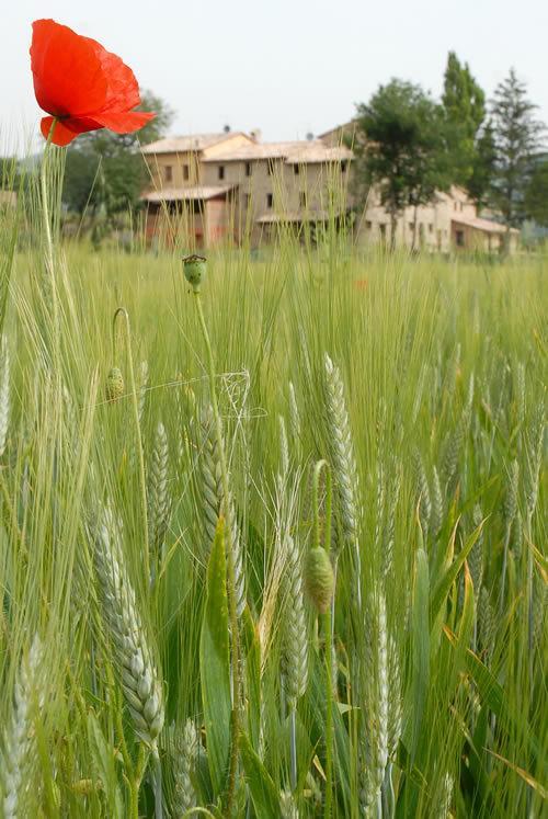 Villa Agriturismo Verziere à Fermignano Extérieur photo